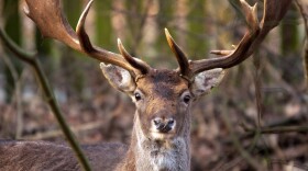 Buck, Fallow Deer. Elswout, The Netherlands.