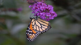 Pollinators are responsible for bringing us one out of every three bites of food.