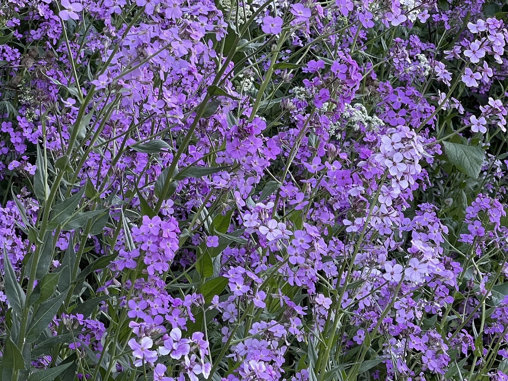 Dame’s rocket may be pretty, but it's a non-native species in North America