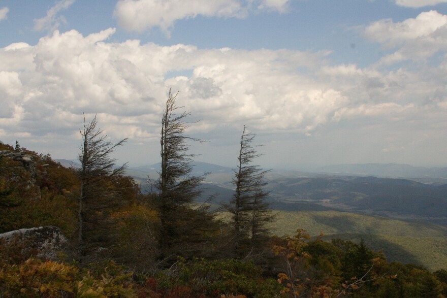 Dolly Sods, spruce trees, landscape of valley below