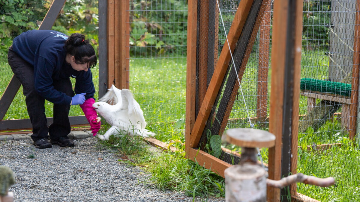 How one Anchorage nonprofit is rebuilding trust with its raptors