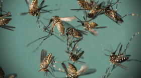 several dead mosquitoes in a petri dish