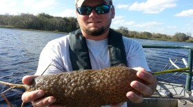 A freshwater bryozoan colony