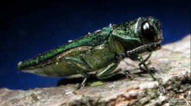 The removal of a 75-foot ash tree due to an ash borer infestation is a sign of things to come.