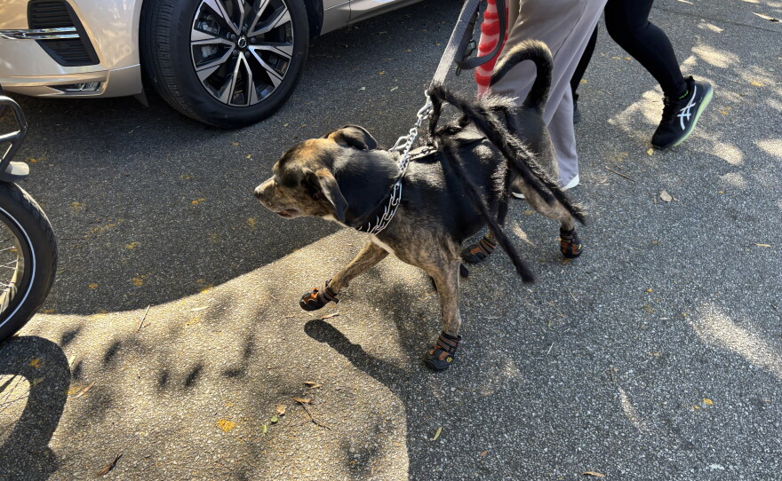 Photos from Porchfest 2026 and Boo-Le-Bark