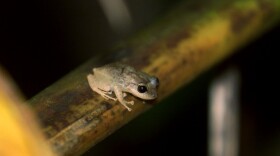 ** FILE ** A coqui frog sits on a tree branch in El Yunque rainforest in Caimito, Puerto Rico, Feb. 14, 2002. The tiny frog is named coqui after its distinctive two-note call of "ko-KEE, ko-KEE," and has become a symbol for the island, its culture and its people. Researchers in Puerto Rico blame climate change for the declining of the species in Puerto Rico and nearby islands. (AP Photo/Gerald Lopez)