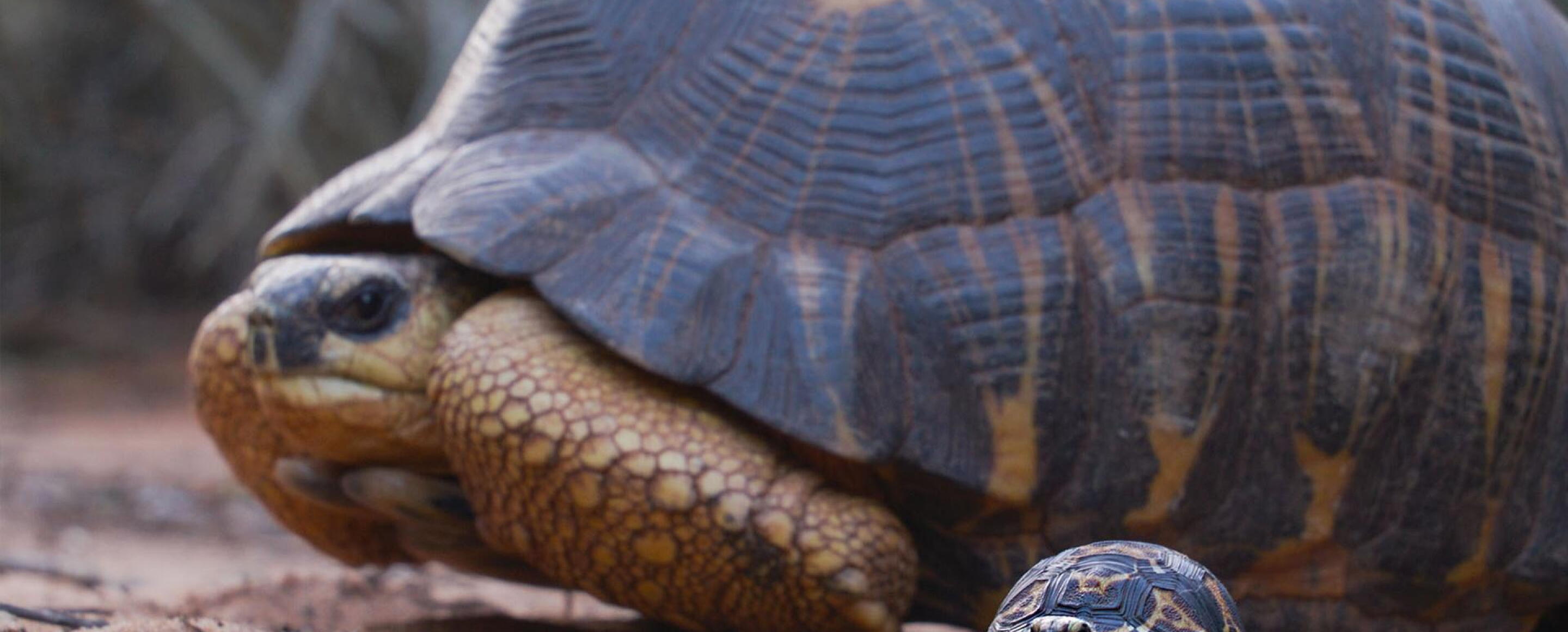 Growing Up as a Radiated Tortoise | Vermont Public