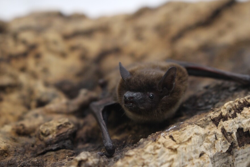A brown bat on the ground.