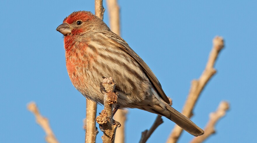 A male house finch