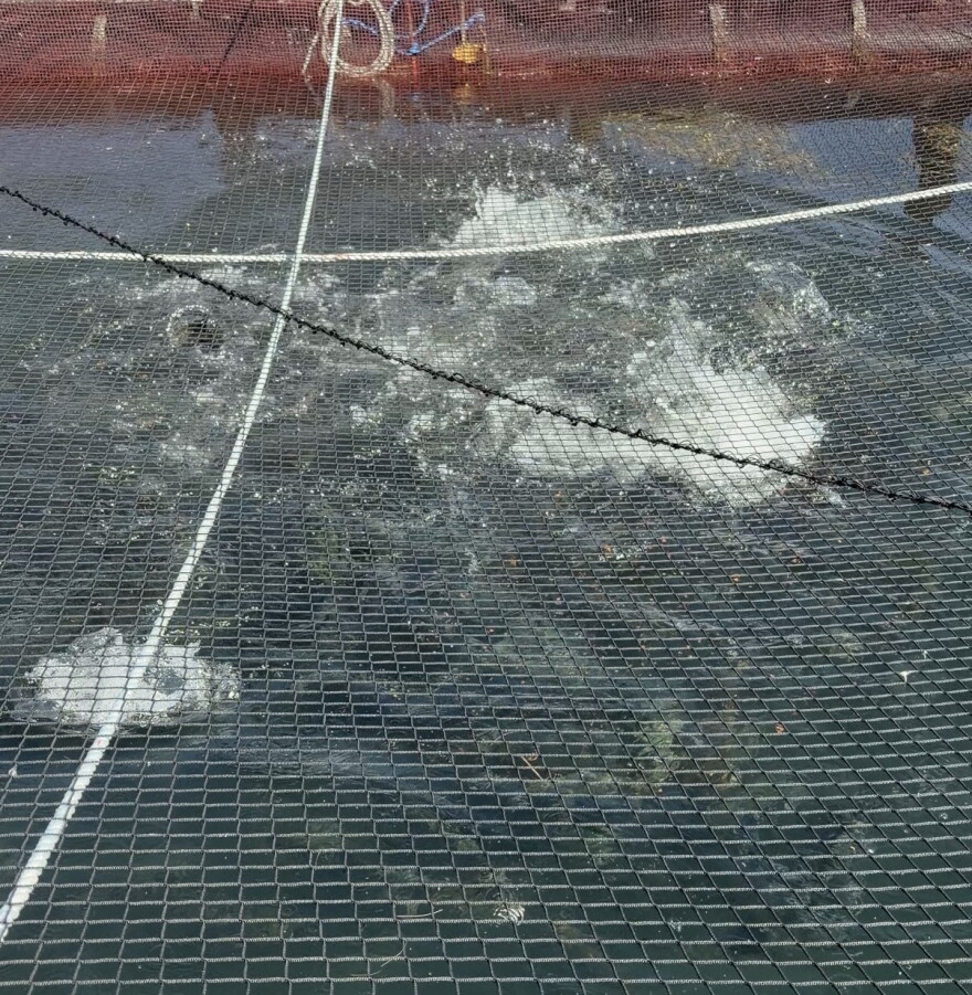 The steelhead trout at the UNH AquaFort make a splash while feeding. 