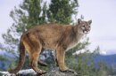 A brown mountain lion stands looking out with a green tree in the background.
