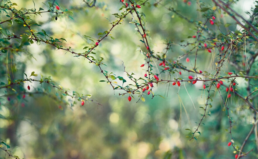 <em>Red Berries</em>, 2015