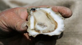 FILE - A freshly harvested Apalachicola Bay oyster is displayed in Eastpoint, Fla., on March 27, 2008. (AP Photo/Phil Coale, File)