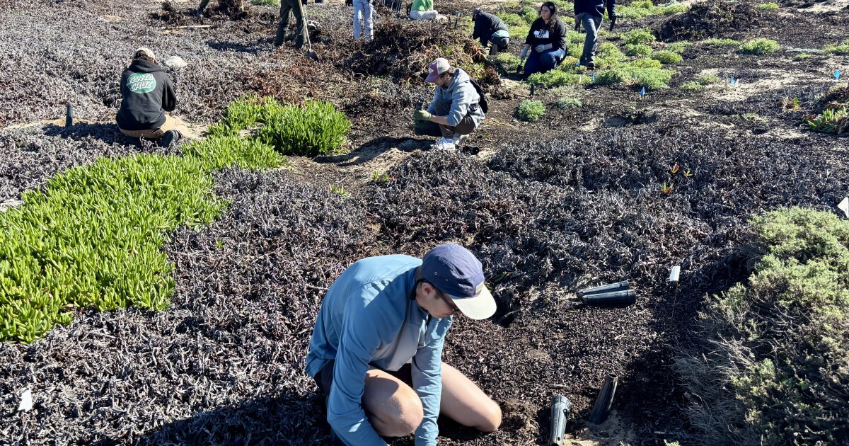 Community restoration effort helps improve ecosystem and save endangered butterfly
