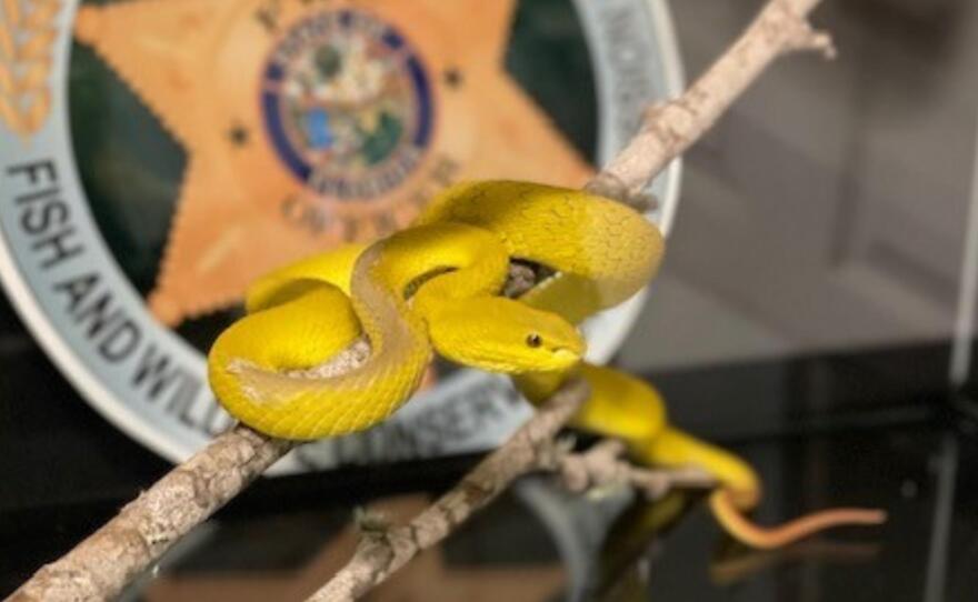 Snakes taken into Florida Fish and Wildlife custody during the FWC's Operation Viper, an investigation into venomous snake trafficking.