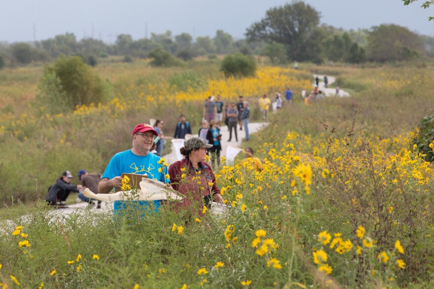 People search for monarchs at Baker University’s Wetlands Discovery Center during the Monarch Watch tagging event last September.