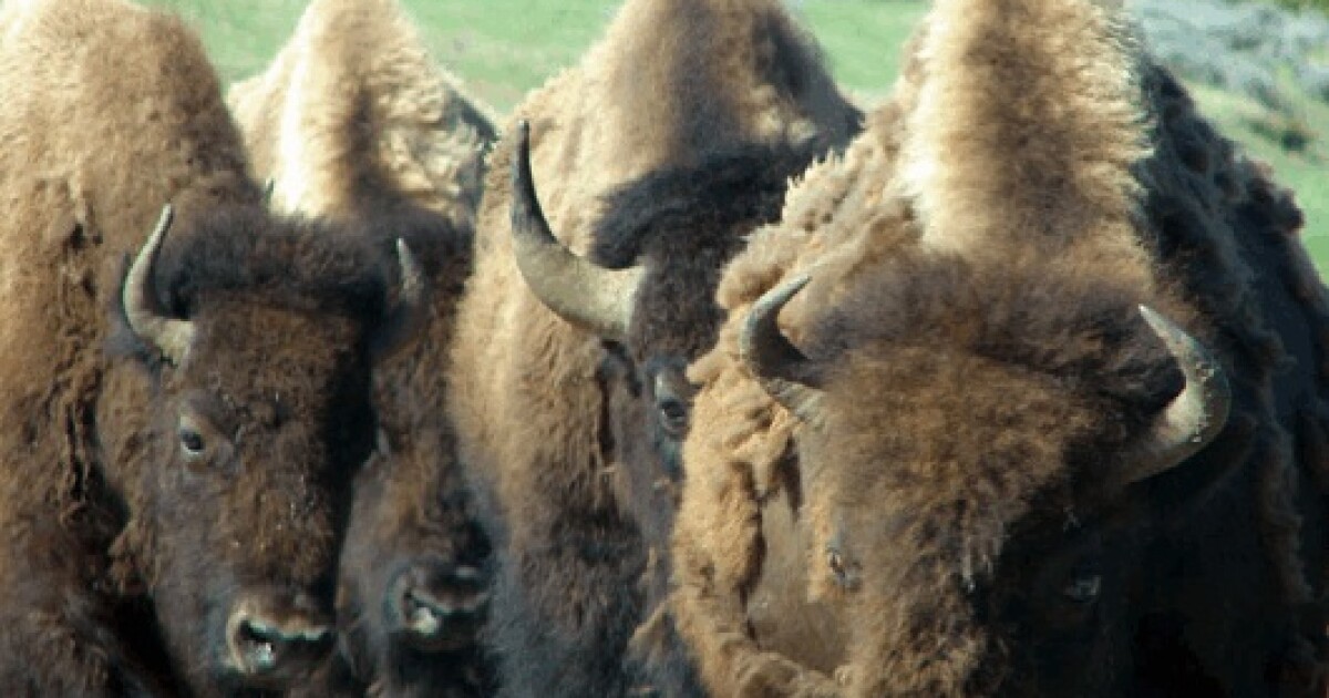 Restoring Bison to the Cherokee Nation