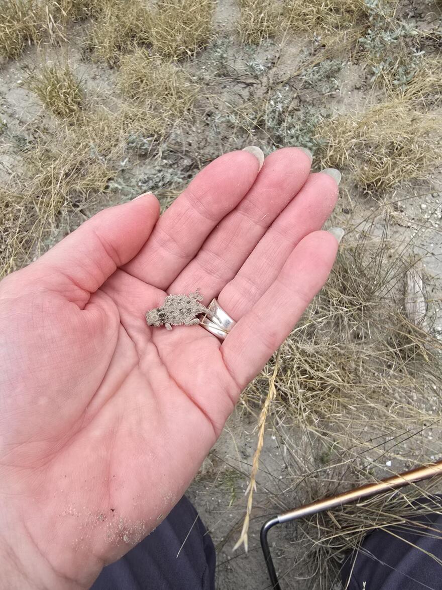 a baby hatchling