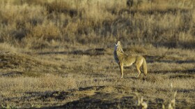 A howling coyote.