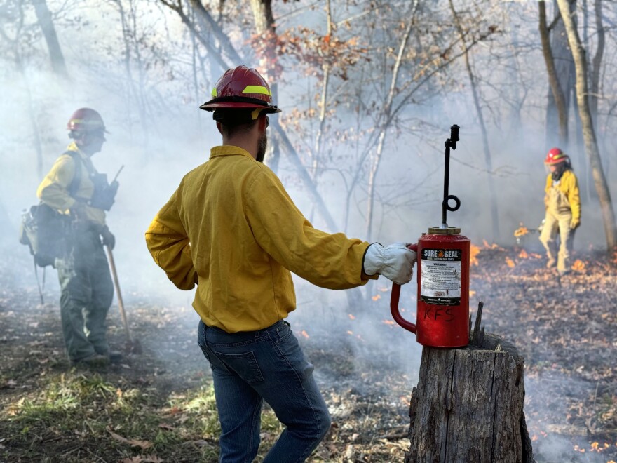 Scientists and foresters used drip torches to light the leaf litter.