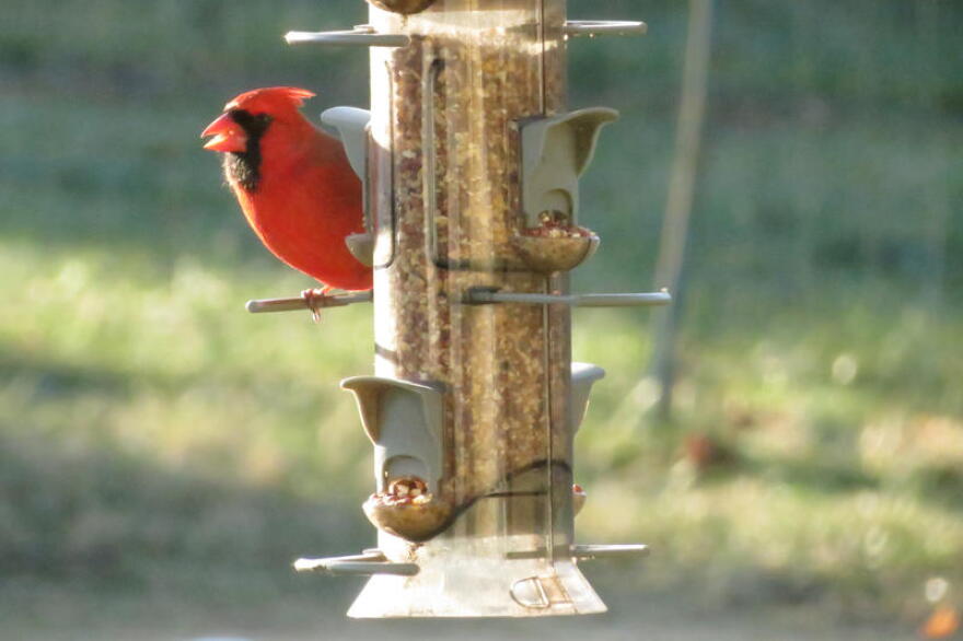 A cardinal at a bird feeder, 2020.