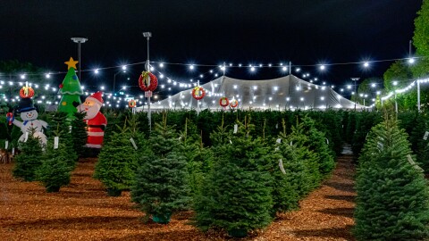 Real vs. artificial Christmas trees: Which is better for the environment?