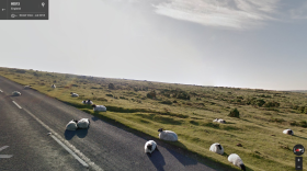 These sheep in England chose an ill-advised napping spot as the Google Street View van drove through town.