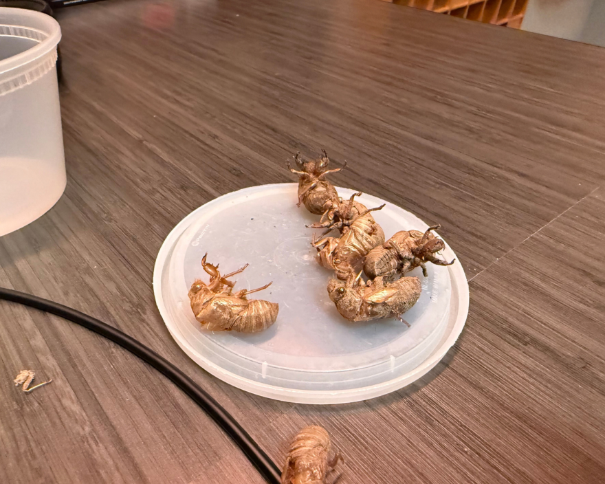 When Sam Kieschnick comes to visit, he brings us show and tell, like the shells of these cicadas from his backyard.