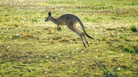 More than a million wild kangaroos are commercially "harvested" in Australia each year.