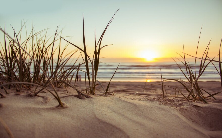Green beach grass during sunset.