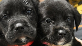 Photo: Pet Alliance Orlando