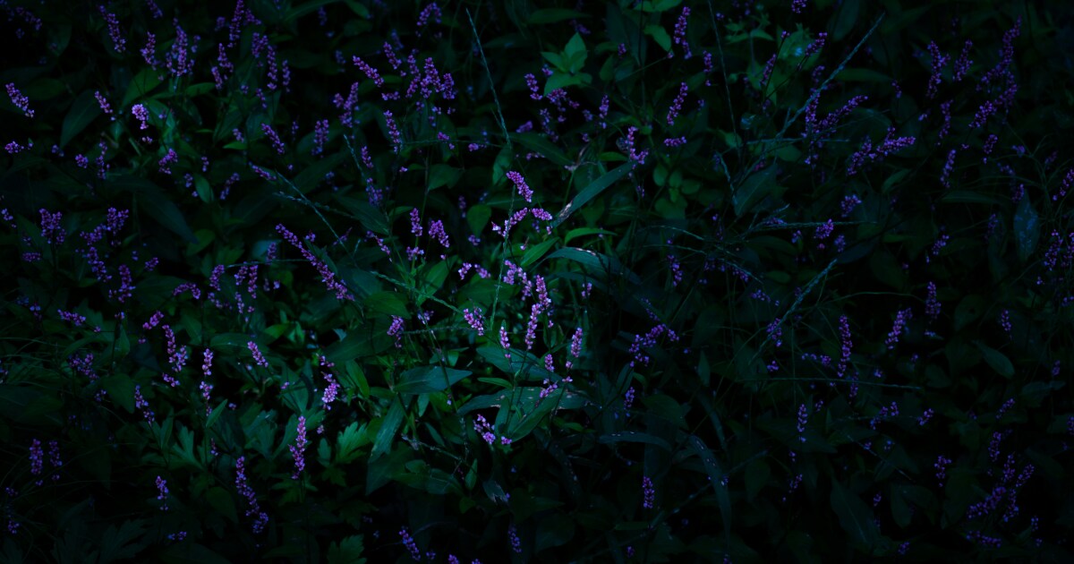 Dorothy Rudd Moore's haunting 'Night Fantasy'