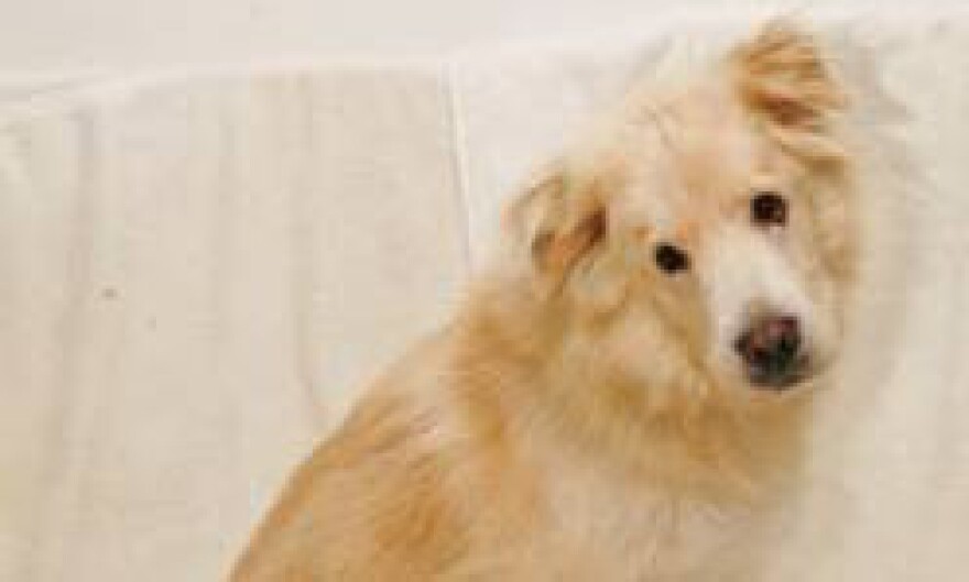 Shylow was one of the first pets featured in the adoption program.