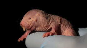 Say what you will about naked mole-rats, but their bodies have a trick that lets them survive periods of oxygen deprivation.