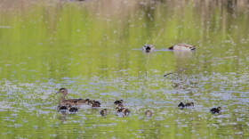 Wood Duck — Derby, Conn.