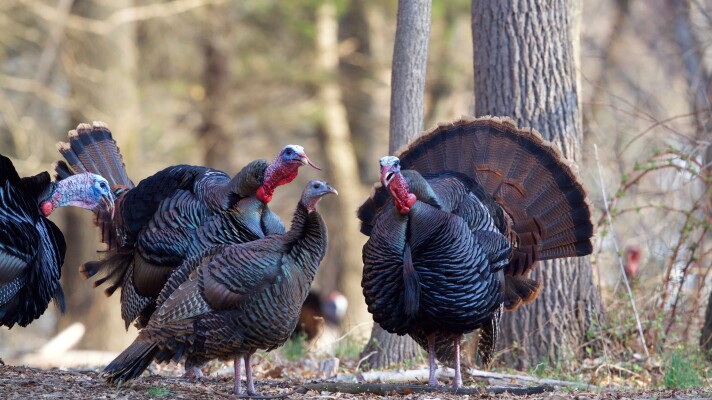 While turkeys can be a nuisance in urban areas because of their aggression, they’re actually innocent when it comes to accusations of crop damage, said Adam Bump, the Department of Natural Resources upland game bird specialist. “The crop damage with turkeys, they usually get blamed for things that they don't do,” Bump said. “They're very visible in a field, and you might get damage from deer or woodchucks ... and then the turkey is there and it looks like it might have done it, but most studies have shown they don't do a lot of damage to agriculture.”