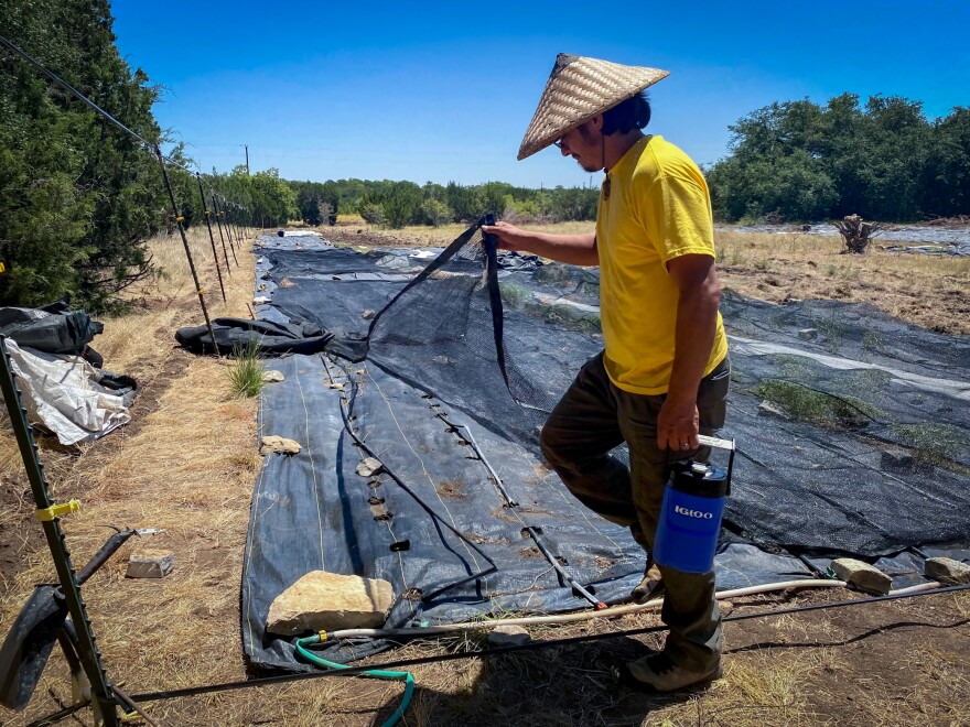 Pedro Tamez, aka "Farmer Pete," of Isle Acre Farms, examines a field at the urban farm's new location in Liberty Hill, Texas.