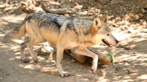 A gray and brown wolf lifts its paws as it walks past a log and rocks