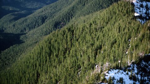 The Still Creek area in the Mt. Hood National Forest is part of 2 million acres of Oregon land protected by the federal Roadless Rule.