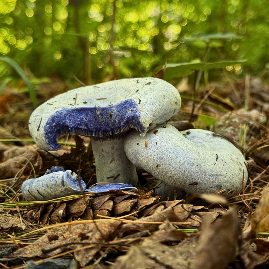 A two white mushrooms grow from a coniferous forest floor. A chunk has been torn off of one mushroom, and the injured section is blue.