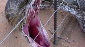 Open wide
