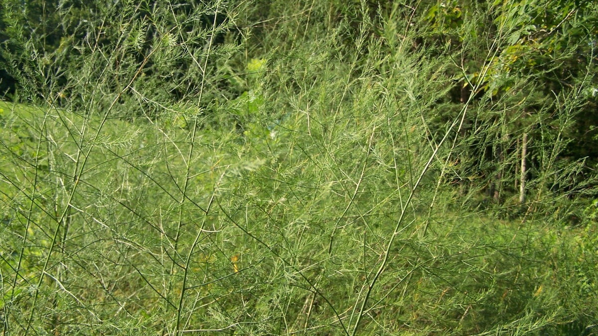 How to find wild asparagus - Vimarsana News