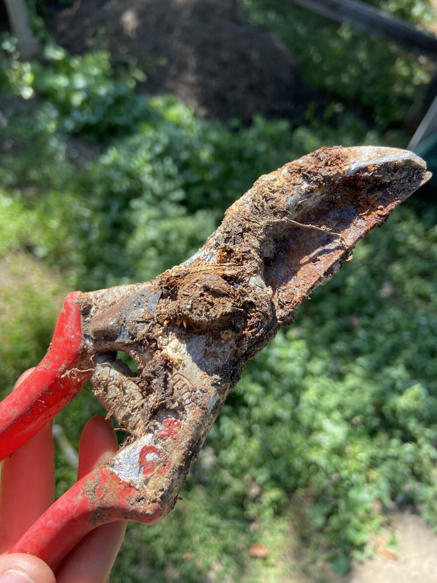 A pair of very dirty pruners.