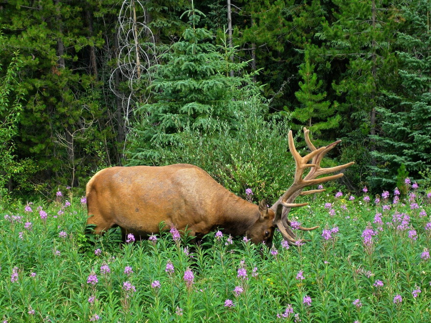 Wildlife researchers found elk benefited from a wider variety of summer range vegetation in burned areas.