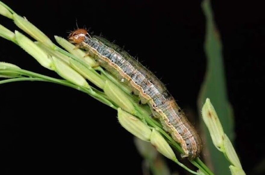Fall armyworm on a plant