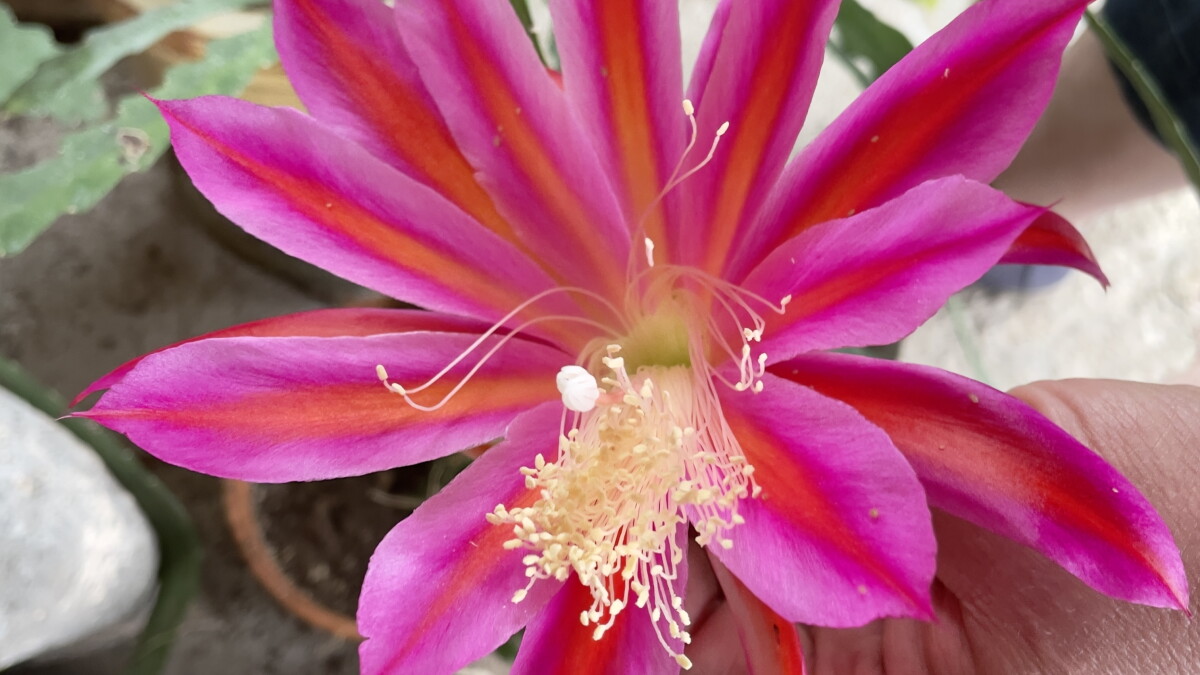 As the Worm Turns - May 16, 2023 - Vimarsana News