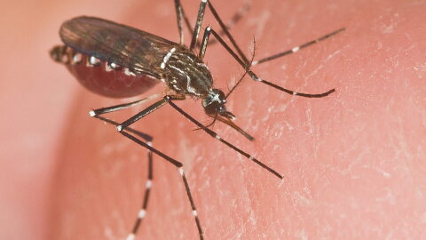 mosquito