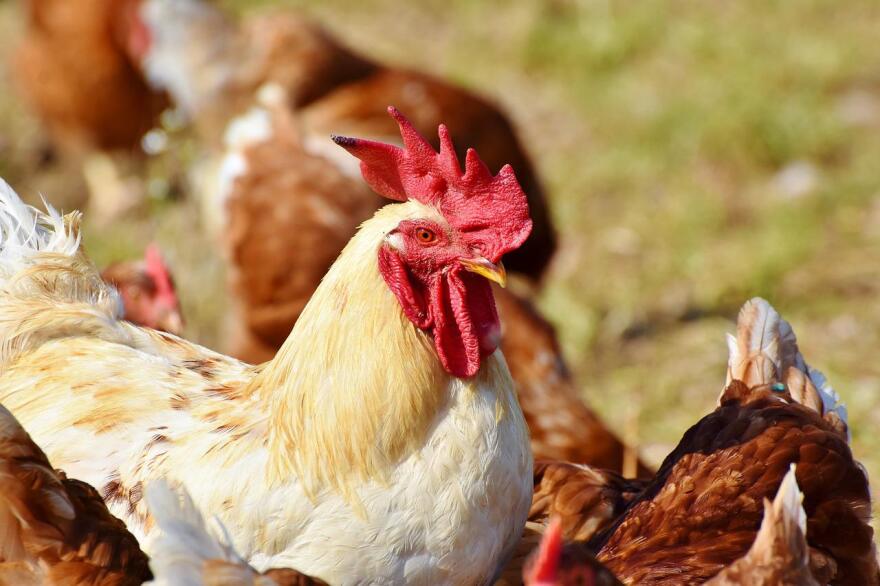 At least two cases of avian flu have been reported among domestic birds in southeast Michigan in April.