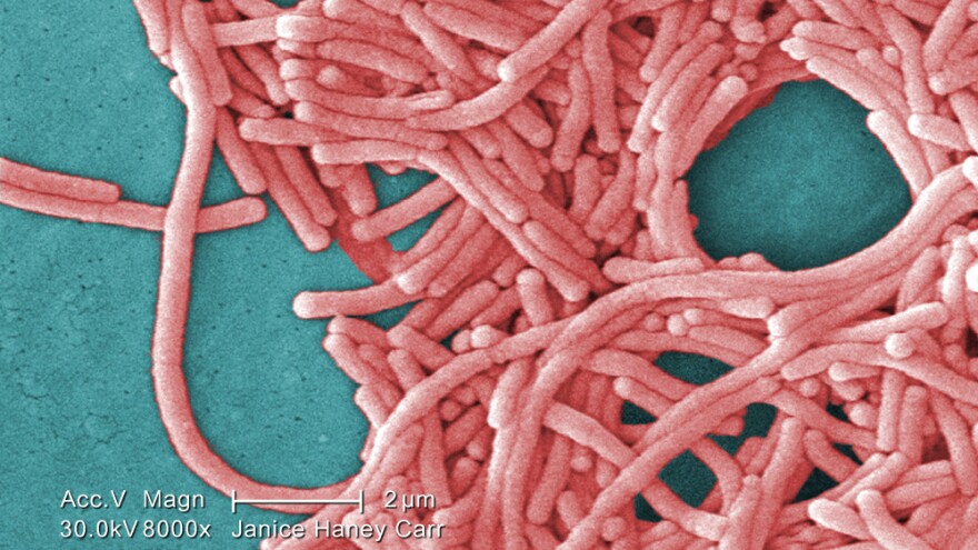 <strong>Oh, The Bacteria:</strong> A colorized electron micrograph image from the Centers for Disease Control and Prevention shows a large grouping of Gram-negative Legionella pneumophila bacteria. There are quadrillions of bacteria in the world, far surpassing humanity's 7 billion.