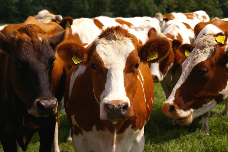 A herd of cattle with tags in their ears